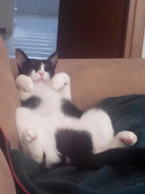 Amanti degli animali - 1