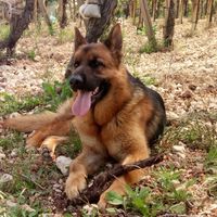 Collaboratori pelosi ❤️ - 1