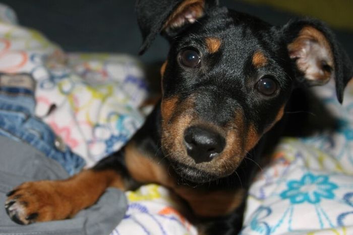 Too cute: i vostri amici animali - 4