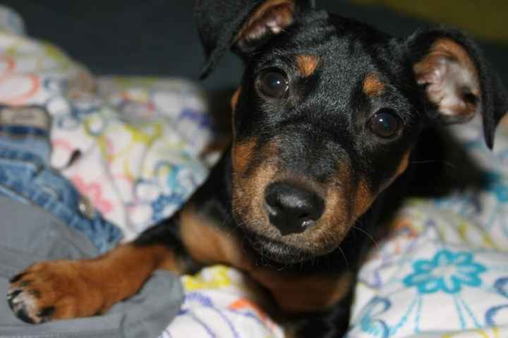 Too cute: i vostri amici animali - 4