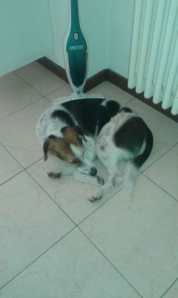 Amanti degli animali - 1