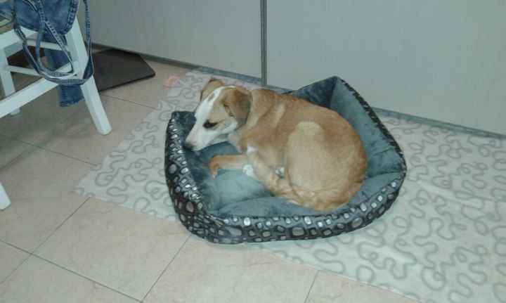 Amici pelosi e non. - 1