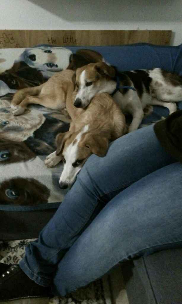 Pelosi alla riscossa! :) chi portera' il suo amico peloso al matrimonio? - 1