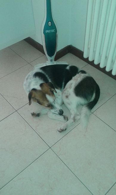 Amanti degli animali - 1