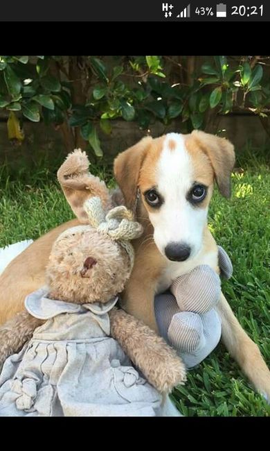 Amanti degli animali - 2