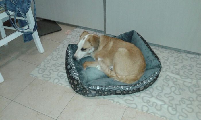 Amici pelosi e non. - 1