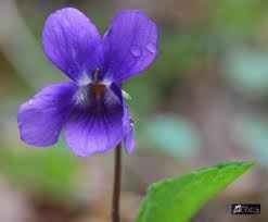 Viola Mammola