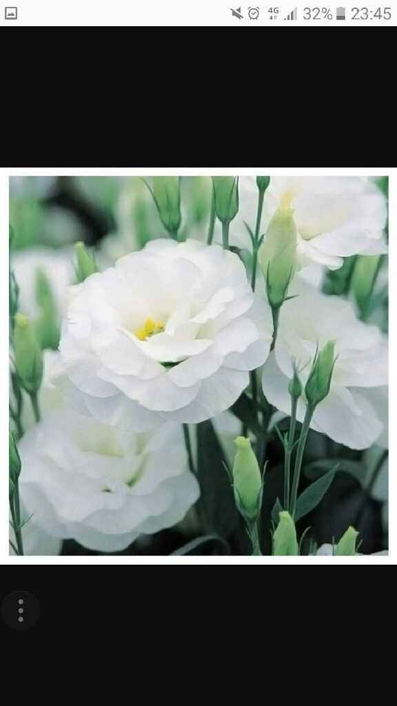 E voi con che fiori andrete all'altare? - 3