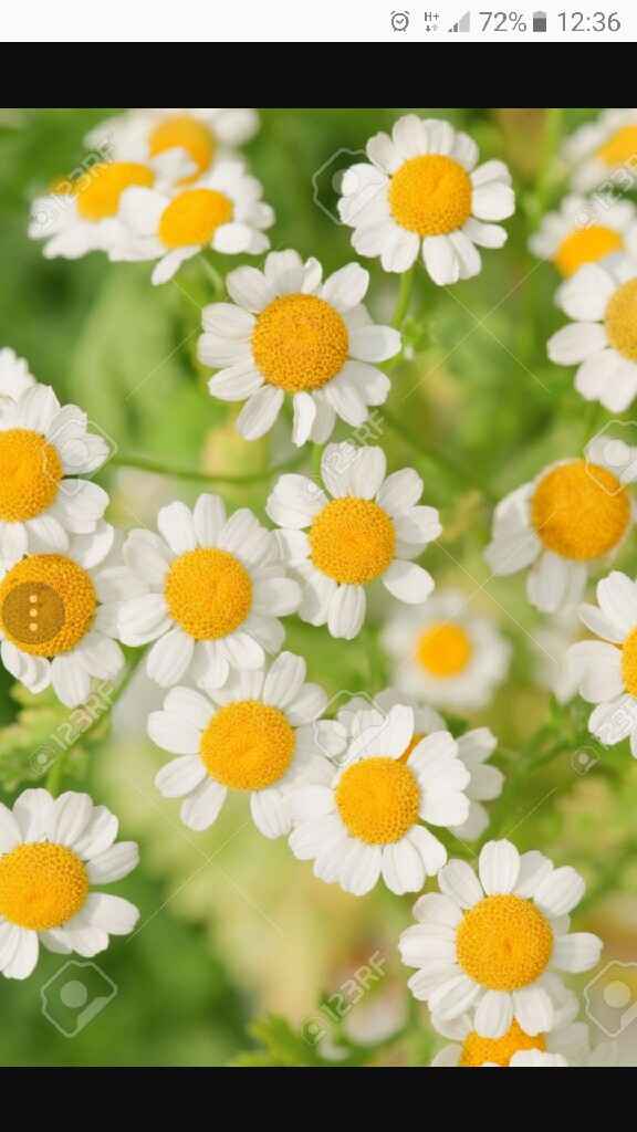 E voi con che fiori andrete all'altare? - 4