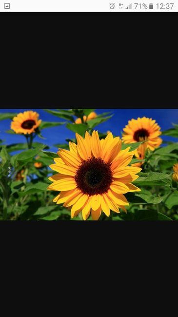 I miei fiori - 2.09.17 - 2