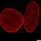 Ilaria