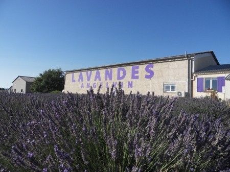 nei pressi di Valensole
