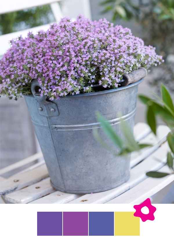 matrimonio alla lavanda