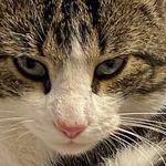 Jacopo