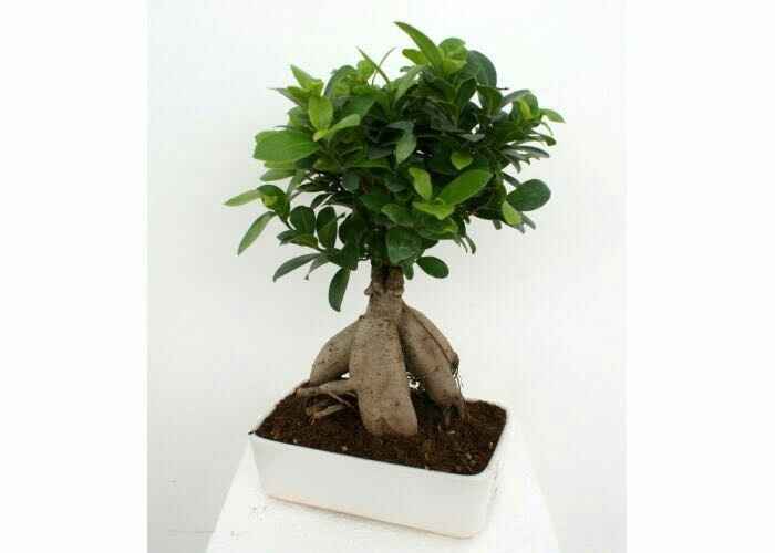 Le vostre bomboniere... - 1