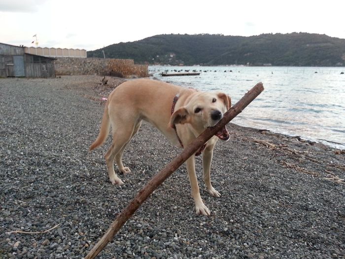 La mia cucciolona - 1