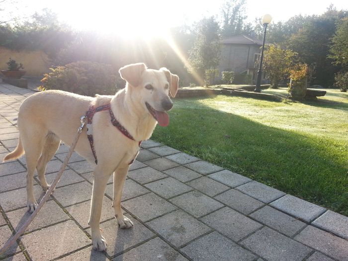 Too cute: i vostri amici animali - 1