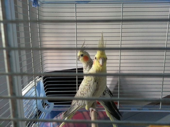 Too cute: i vostri amici animali - 2