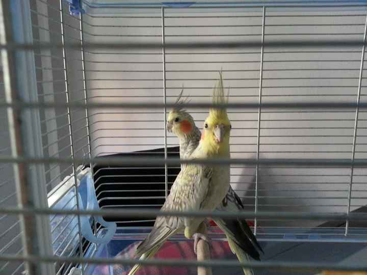 Too cute: i vostri amici animali - 2