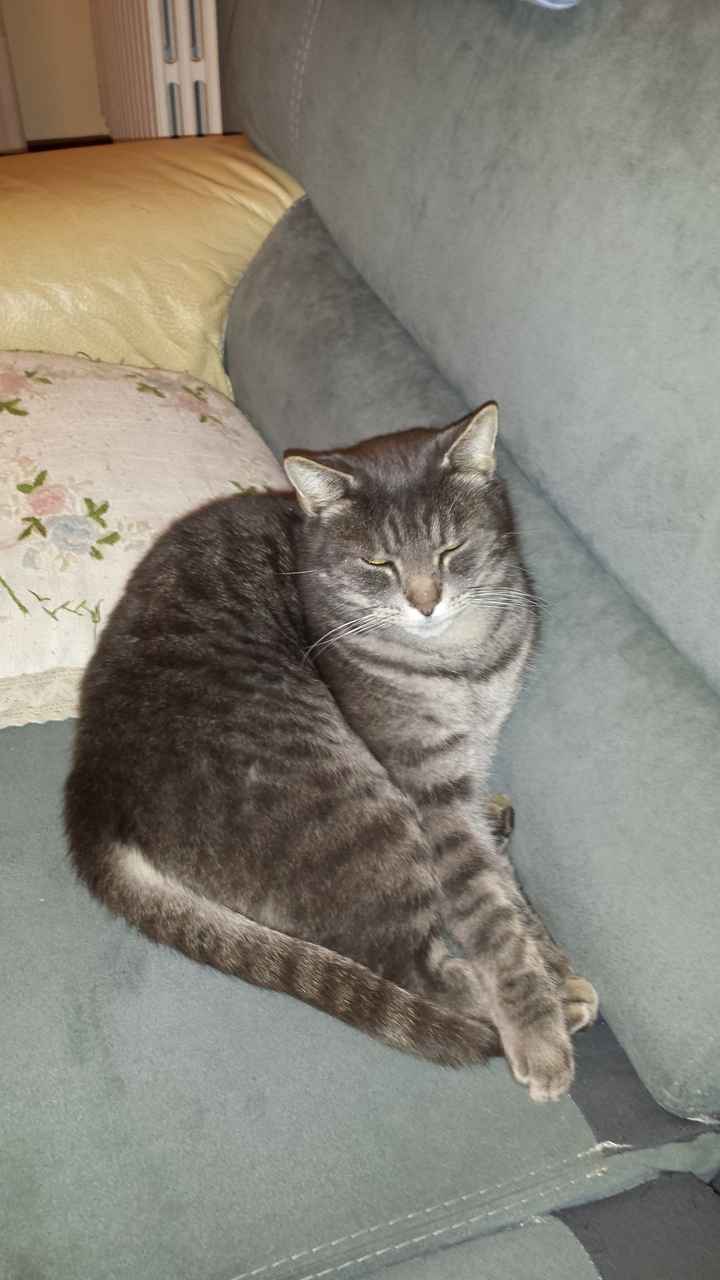 I nostri amici animali.. - 1