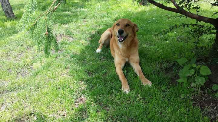 I nostri amici animali.. - 2