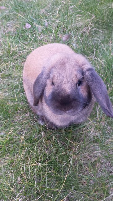 I nostri amici animali.. - 3