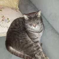 I nostri amici animali.. - 1