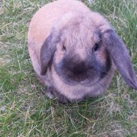 I nostri amici animali.. - 3