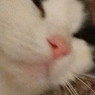 Stella