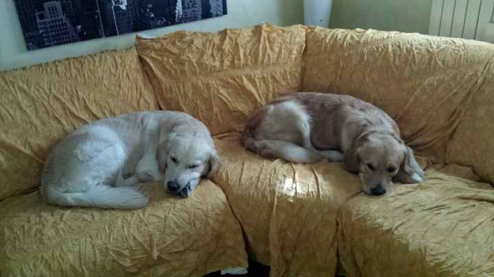 Too cute: i vostri amici animali - 1