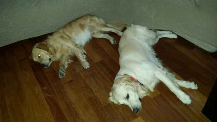 Le foto dei vostri animali - 1