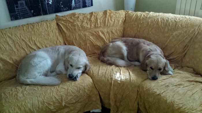 Too cute: i vostri amici animali - 1