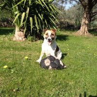 Invitati.. a 4 zampe! !  - 1