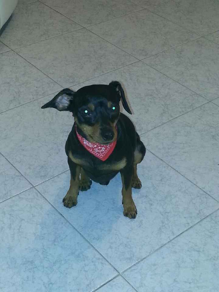 Chi come me ha un animale domestico che farà parte del  matrimonio? - 1