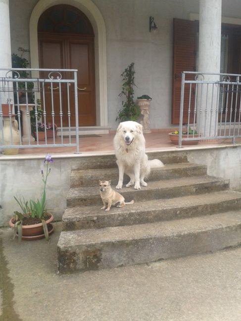 Too cute: i vostri amici animali - 7