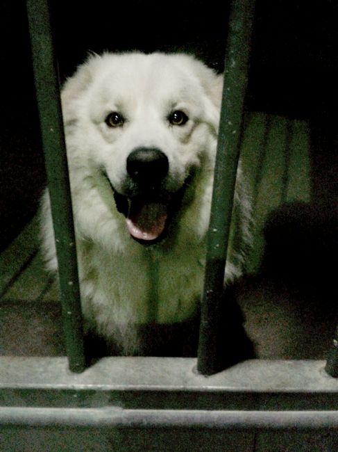 Too cute: i vostri amici animali - 2