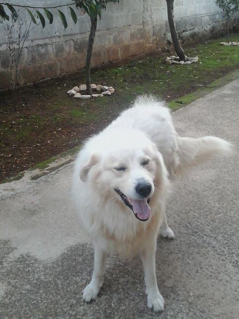 Too cute: i vostri amici animali - 3