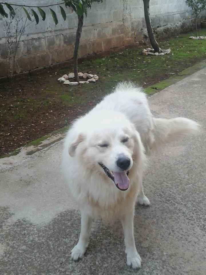 Too cute: i vostri amici animali - 3