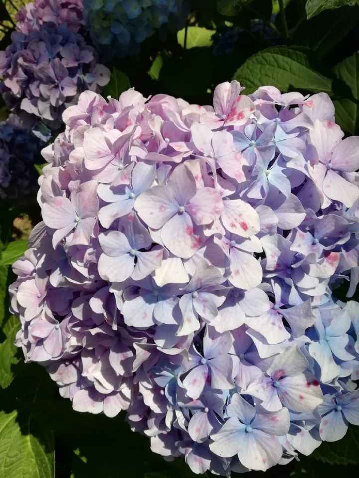 Addobbi floreali - 1