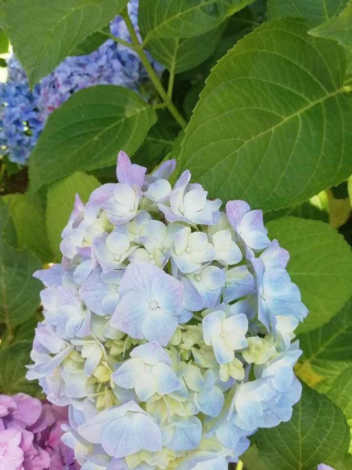 Addobbi floreali - 2