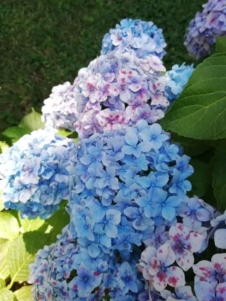 Addobbi floreali - 3