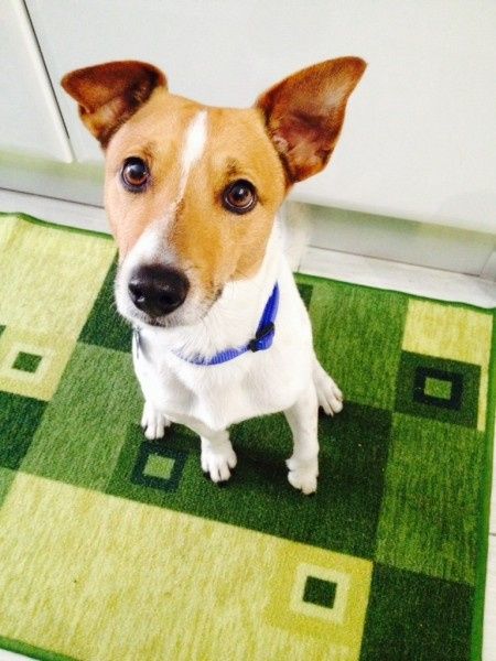 Oggi vi presento i nostri "mimmi" :) - 2