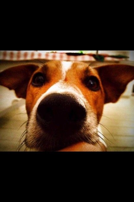 Oggi vi presento i nostri "mimmi" :) - 3