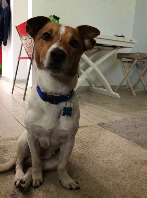 I nostri amici animali.. - 2