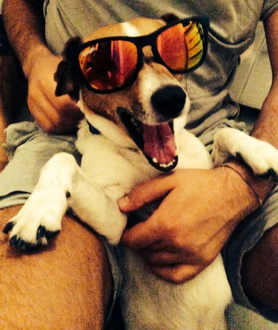 I nostri amici animali.. - 1