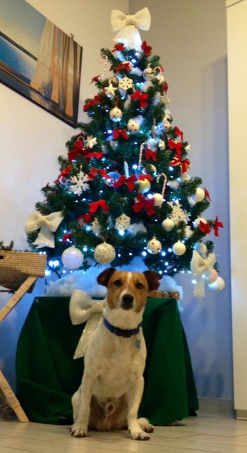 Il vostro albero di Natale! - 2
