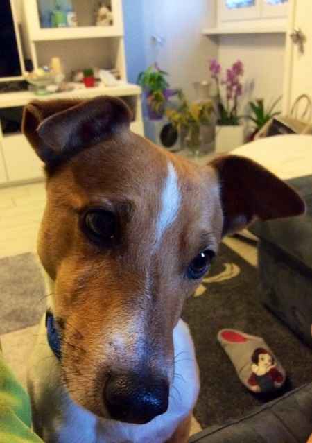 Le foto dei vostri animali - 1