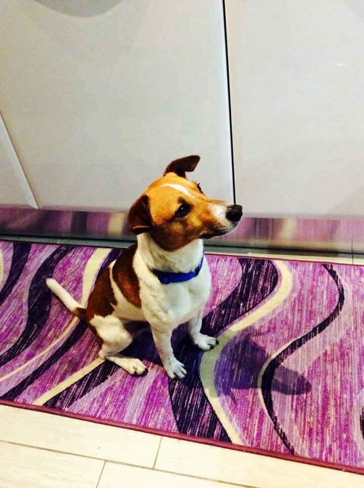 I nostri amici animali.. - 1