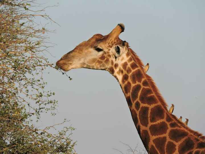 Sudafrica botswana seychelles fai da te!meravigliose! - 4