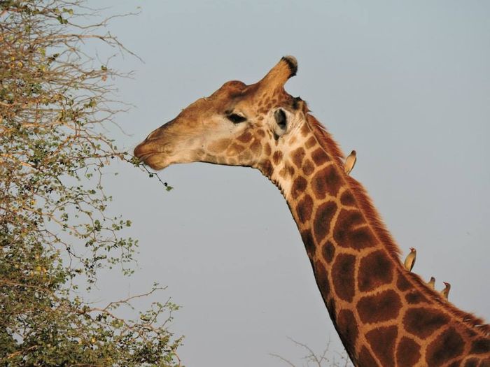 Sudafrica botswana seychelles fai da te!meravigliose! - 4